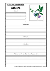 Pflanzensteckbrief-Schlehe.pdf